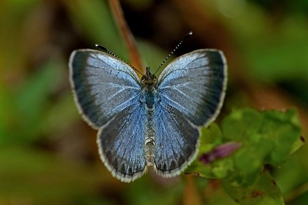 Butterfly in Dzongu Valley