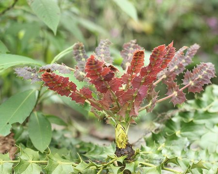 Rust flower at Dzongu valley