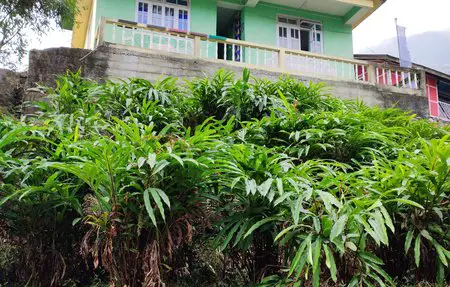 Cardamom plants in Phodong