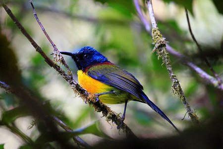 Green-tailed Sunbird