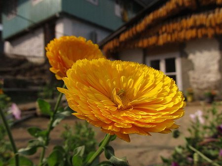 Srikhola flowers