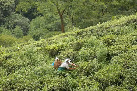 Tea plucking at Tukvar Estate