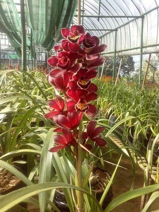 Orchids at Mirik Nursery