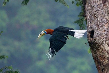 Rufous-necked Hornbill