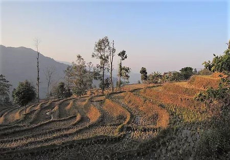 Terraced paddy field