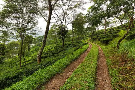 Ging Tea Estate Darjeeling