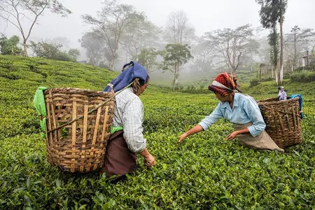 Tea plucking at Ging Estate