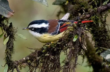 Red-tailed Minla at Lepchajagat