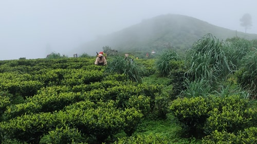 Tea garden at Hanuman Tok