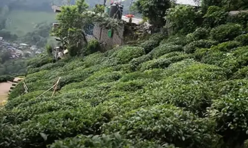 Lebong Tea Garden
