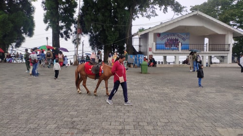 Pony at Darjeeling Mall