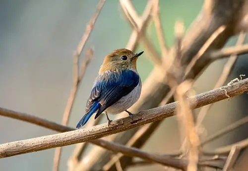 sapphire flycatcher Latpanchar