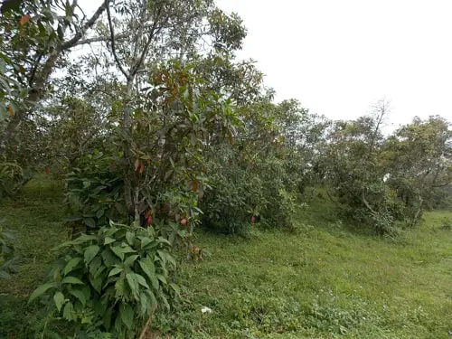 Cinchona plantations at Ahaldara