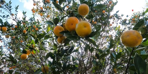 Sittong Orange Orchard