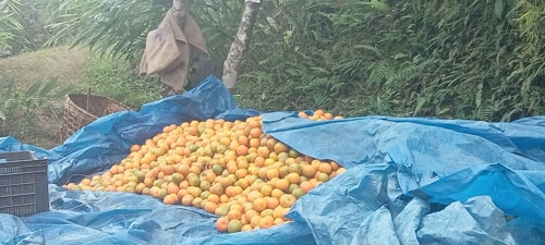 Sittong Oranges