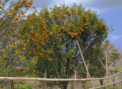 Sittong Orange Orchards
