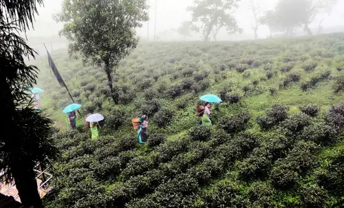 Mahaldiram Tea Garden