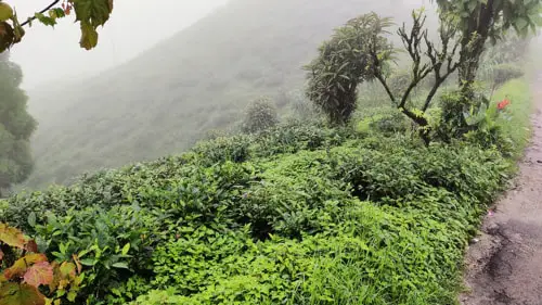 Mahaldiram Tea Garden