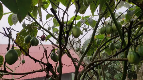 Hill Tomatoes in Sittong