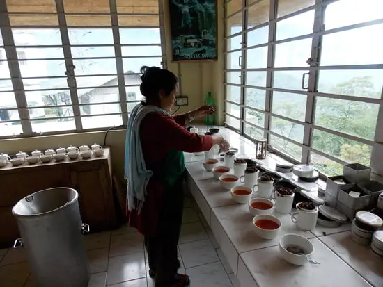 Tea Tasting at Singtom